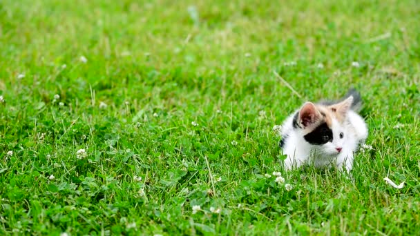 Söt tre färg kattunge — Stockvideo