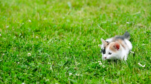 Söt tre färg kattunge — Stockvideo