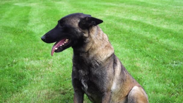 Belgischer Schäferhund im Freien — Stockvideo