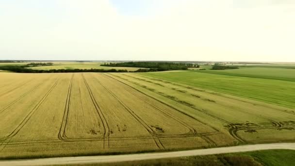 Campo de trigo vista aérea — Vídeo de stock