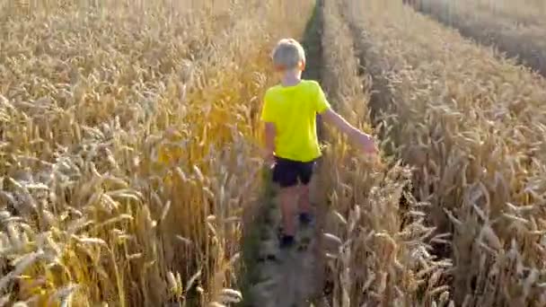 Маленький хлопчик ходить на пшеничному полі — стокове відео