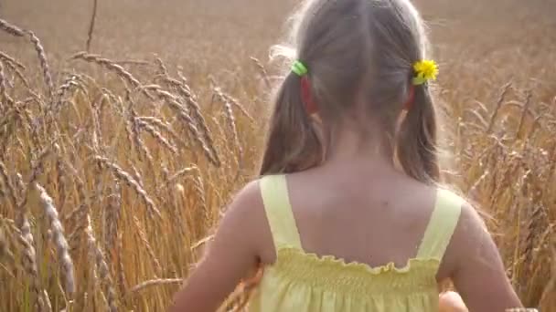 Küçük kız buğday sahada yürüyüş — Stok video
