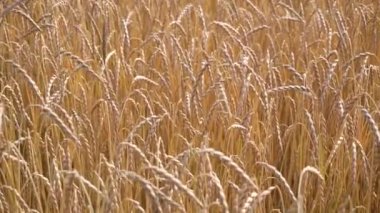 Altın buğday tarlası 