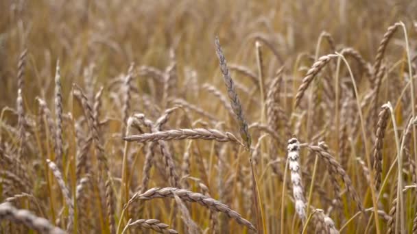 Campo de trigo maduro vista — Vídeo de stock