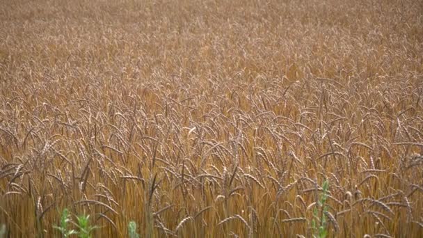 Ripe wheat field view — Stock Video