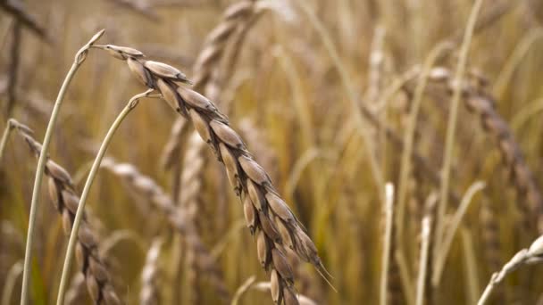 Campo de trigo maduro vista — Vídeo de stock