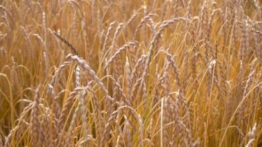 Olgun buğday alan görünüm