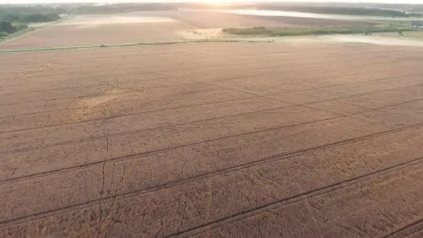 Туманные поля в утренних птичьих глазах — стоковое видео