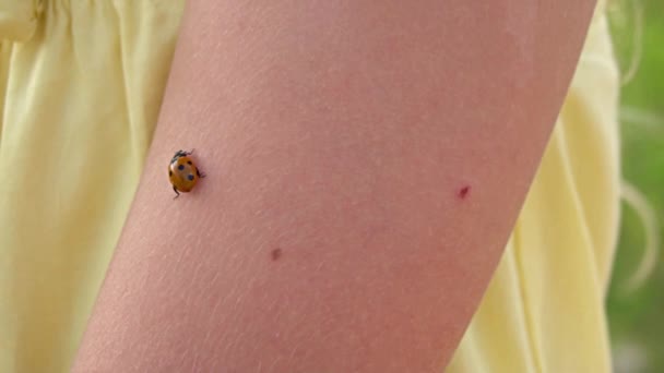 Lady bug on girl hands — стоковое видео