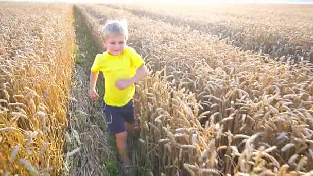 Маленький хлопчик грає на пшеничному полі — стокове відео
