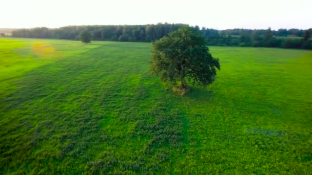 Дерево на лугах — стоковое видео