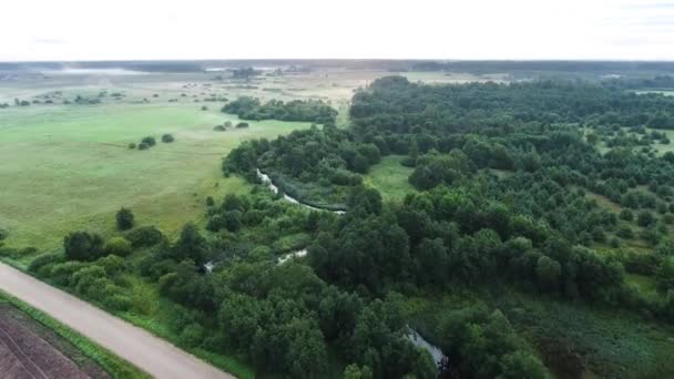 Champs brumeux le matin oiseaux vue — Video