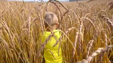 küçük çocuk buğday alanında oynama