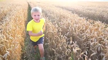 küçük çocuk buğday alanında oynama