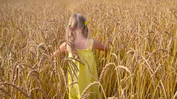 Roztomilá dívka v pšeničné pole — Stock video