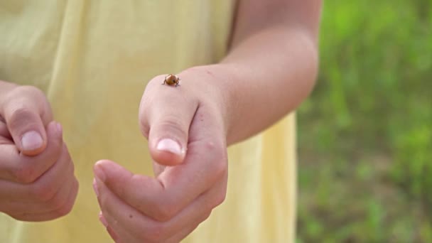 Inseto senhora em mãos menina — Vídeo de Stock