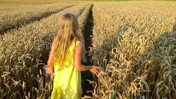 Симпатичная девушка в пшеничном поле — стоковое видео