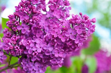 çiçek açan mor Lila bush