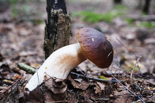 Champignon mangeable en forêt — Photo