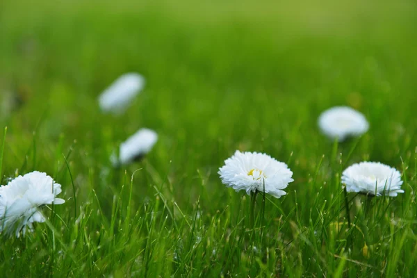 Beyaz çiçek açan papatyalar — Stok fotoğraf