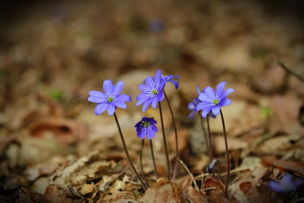 Blossoming hepatica flowers — Stock Photo, Image