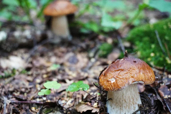 Setas comestibles en el bosque — Foto de Stock