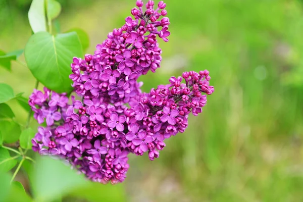 Purple lilac bush blooming flowers — Stock Photo, Image