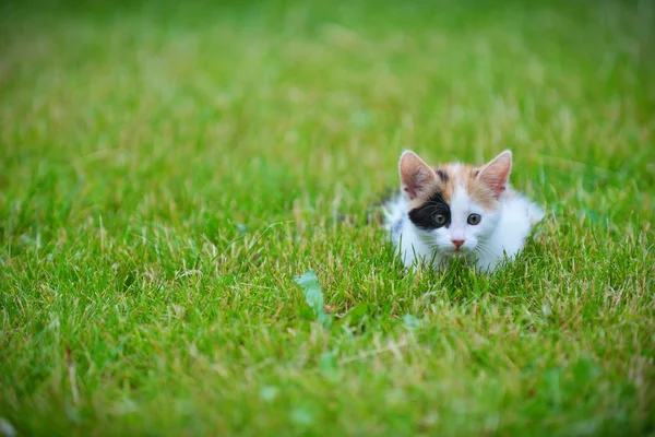 Cat playing on grass — Stock Photo, Image