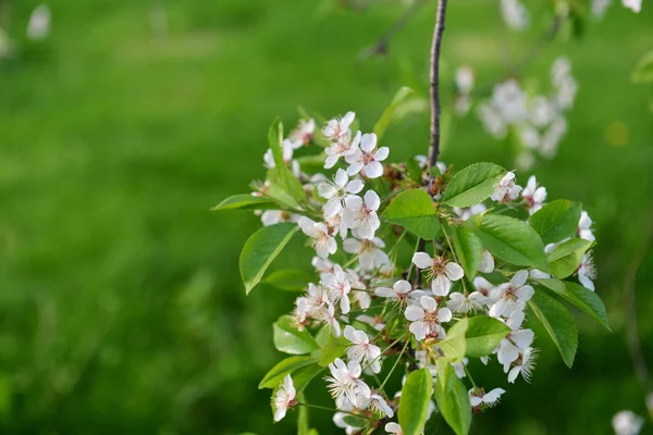 Branches of blossoming tree — Stock Photo, Image