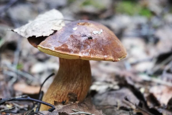 Jedlé houby v lese — Stock fotografie