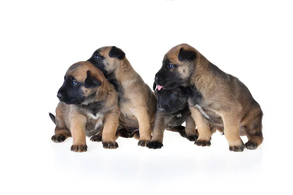 Bonitos filhotes de cachorro — Fotografia de Stock