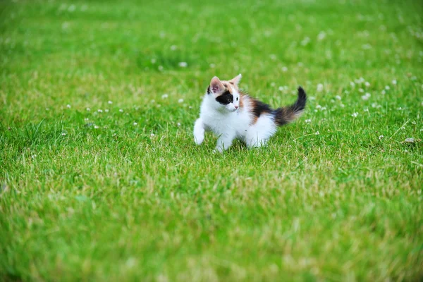 Gato jugando en hierba —  Fotos de Stock
