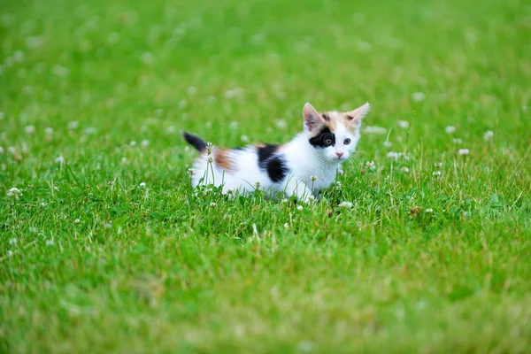 Çimenlerin üzerinde oynayan kedi — Stok fotoğraf