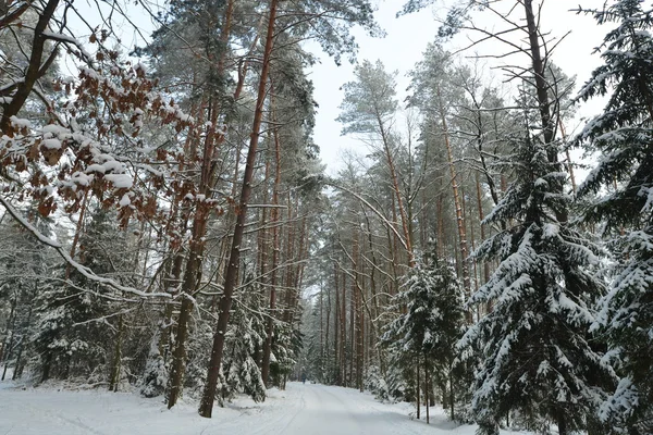 Lesní Zimní krajina — Stock fotografie