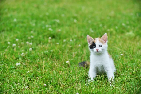 Kot gra się na trawie — Zdjęcie stockowe