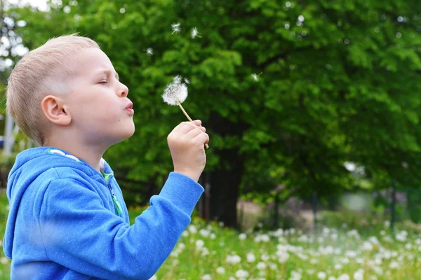 Boy blowing on dandelion Stock Photo