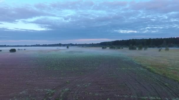 Misty fields in morning — Stock Video