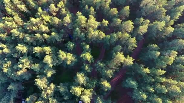 Lot nad lasem — Wideo stockowe