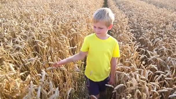 Liten pojke spelar i vete fält — Stockvideo
