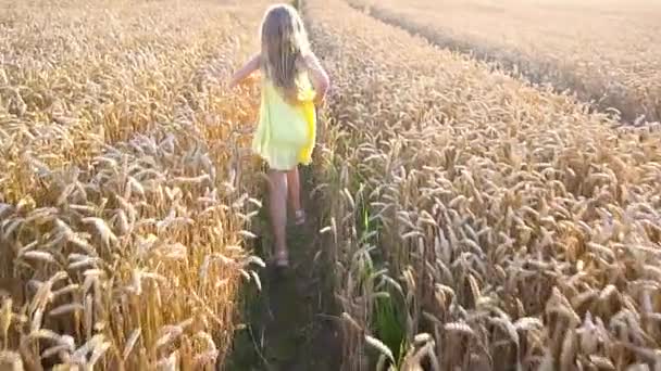 Linda chica en campo de trigo — Vídeos de Stock