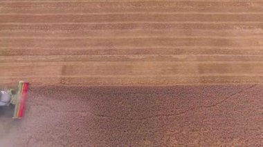 tarlada çalışan hasat