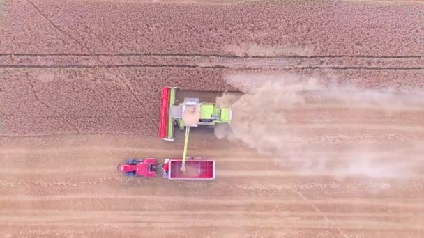 Colheitadeira trabalhando nos campos — Vídeo de Stock