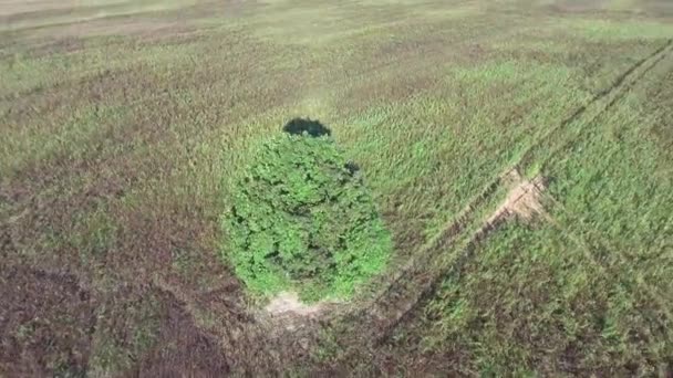 Samotný strom v polích — Stock video