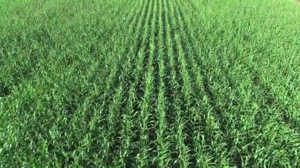 Вид на повітряне поле кукурудзи — стокове відео