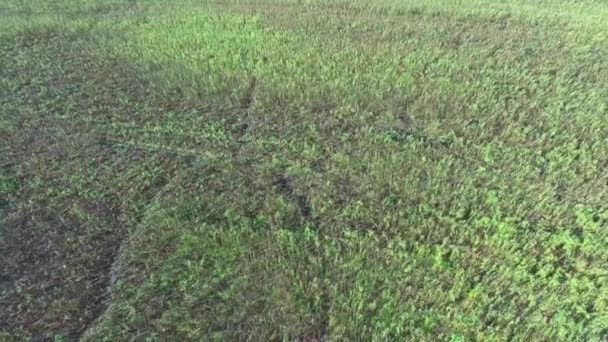 Árbol solo en los campos — Vídeos de Stock