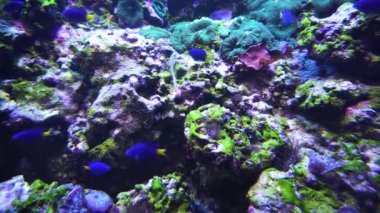 Güzel sualtı dünyası