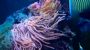 Güzel sualtı dünyası