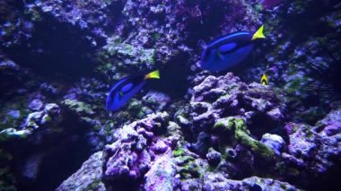 Güzel sualtı dünyası