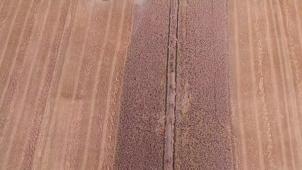 収穫のフィールドでの作業 — ストック動画