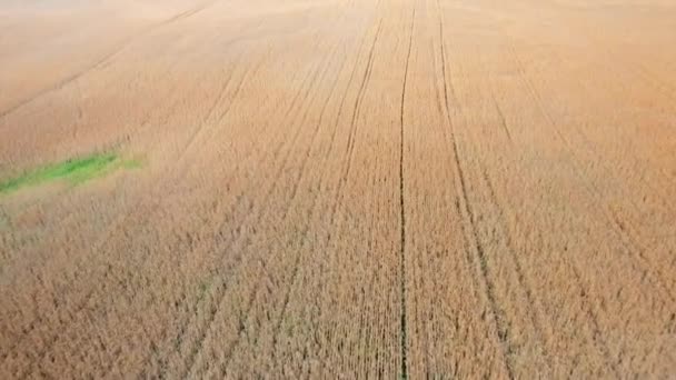 Champ de blé mûr vue — Video